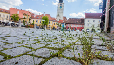 FOTO Natura cucerește centrul Sibiului