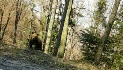 VIDEO-În absența oamenilor, urșii sunt la ei acasă pe Transfăgărășan