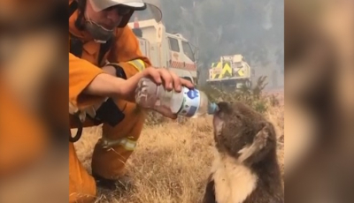 Australia: Aproximativ 500 de milioane de animale au murit în urma incendiilor