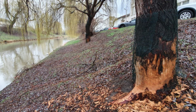 FOTO – Castorii au ajuns pe Cibin aproape de centrul Sibiului