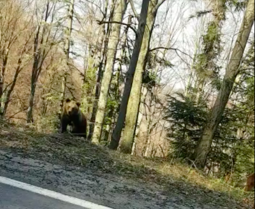 VIDEO-În absența oamenilor, urșii sunt la ei acasă pe Transfăgărășan