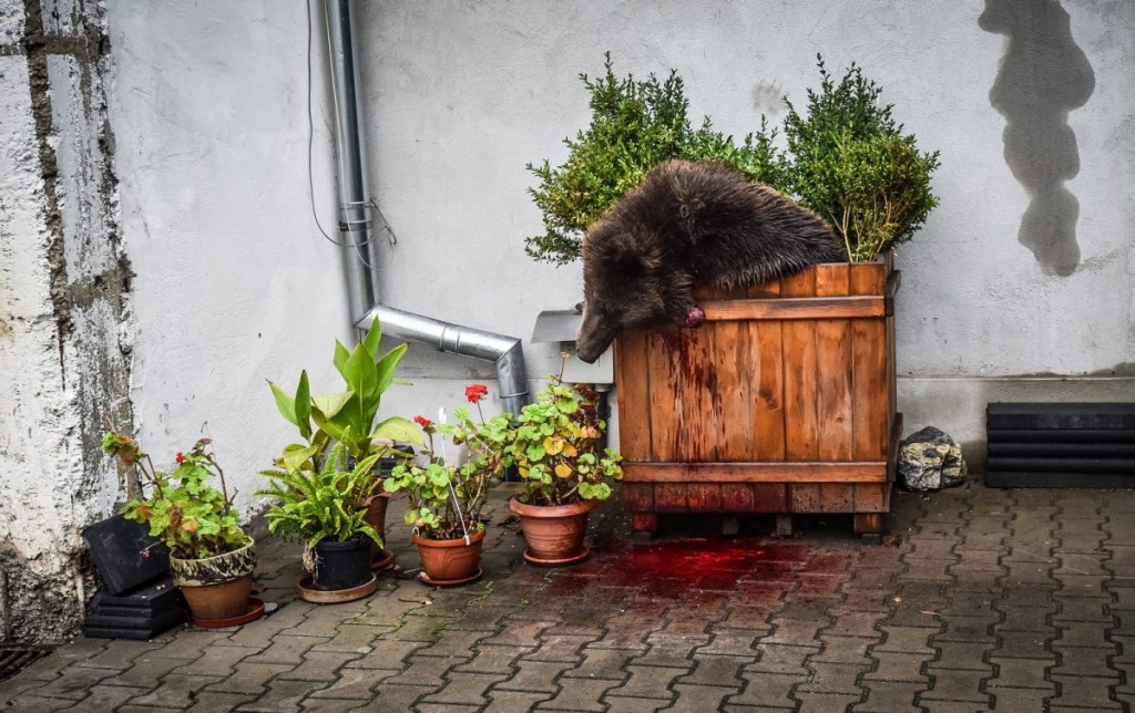 După aproape jumătate de an: dacă un urs ar ajunge din nou, în Sibiu, acesta ar fi iarăși omorât