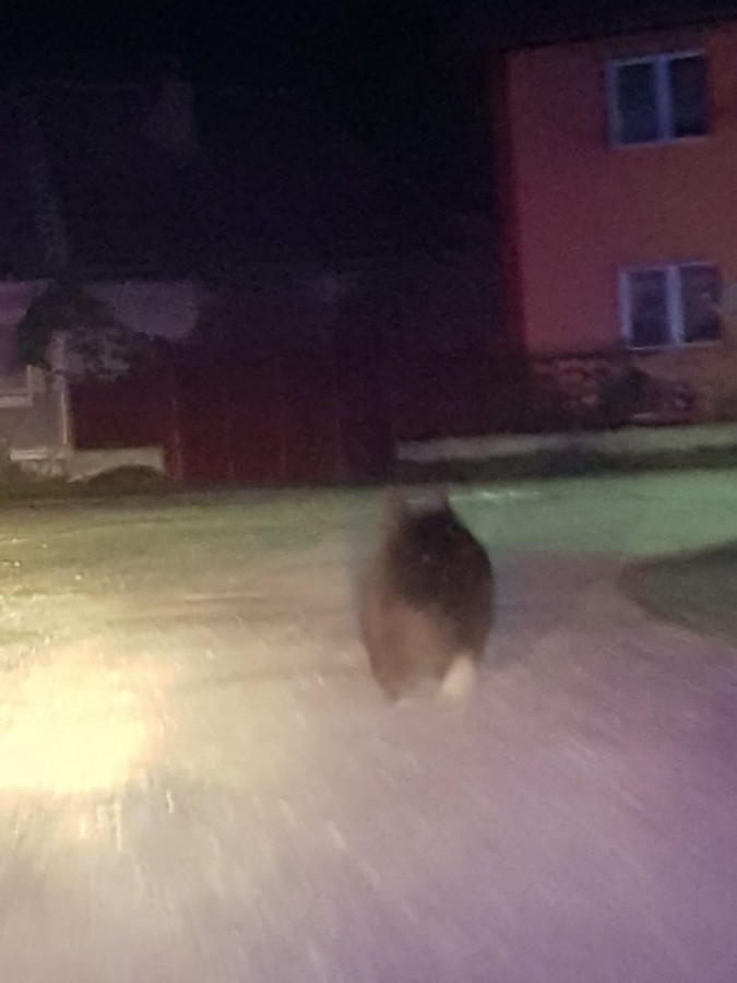 Guvernul PNL, solicitat să rezolve problema urșilor. În trei luni apar încă 1500