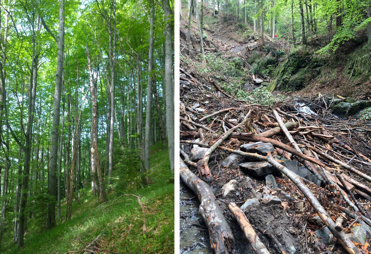 Crimă ecologică pe Valea Moașei. Traseul spre Suru, distrus de defrișări