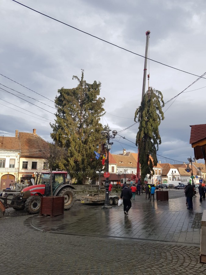 FOTO Bradul din Cisnădie s-a rupt din cauza vântului