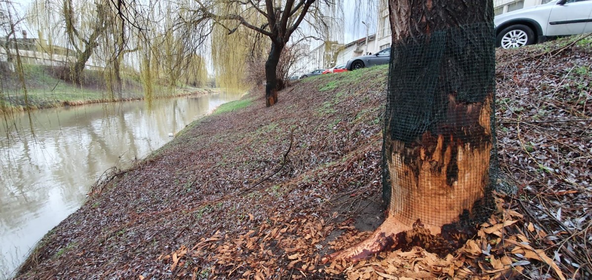 FOTO – Castorii au ajuns pe Cibin aproape de centrul Sibiului