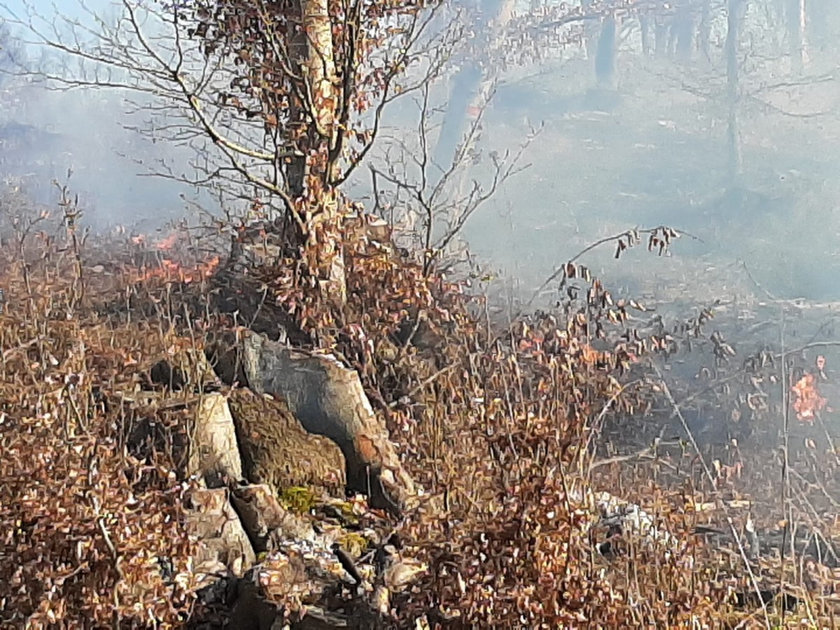15 hectare de vegetație și fond forestier au ars în trei incendii