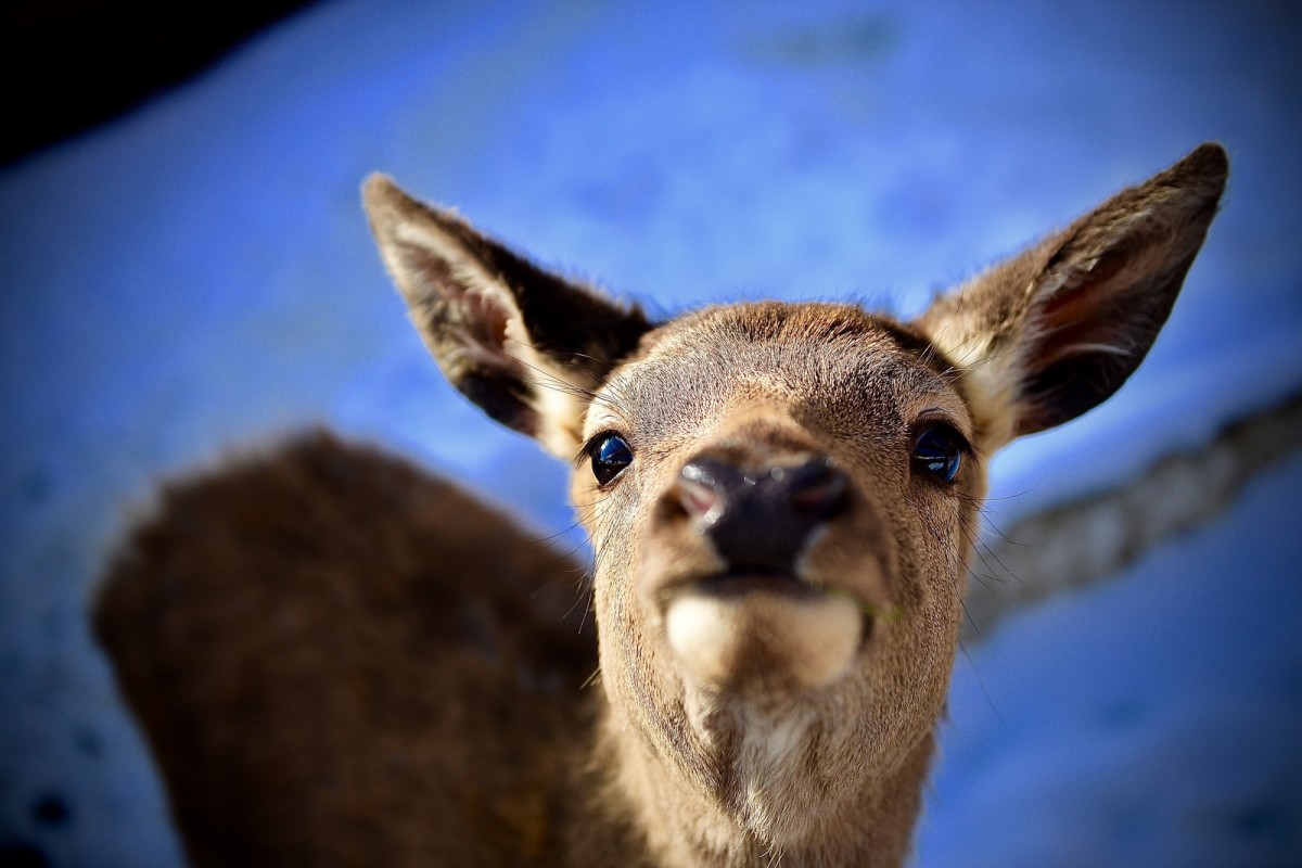 Prima iarnă a lui Bambi. Fotoreportaj de Anabell Rusu