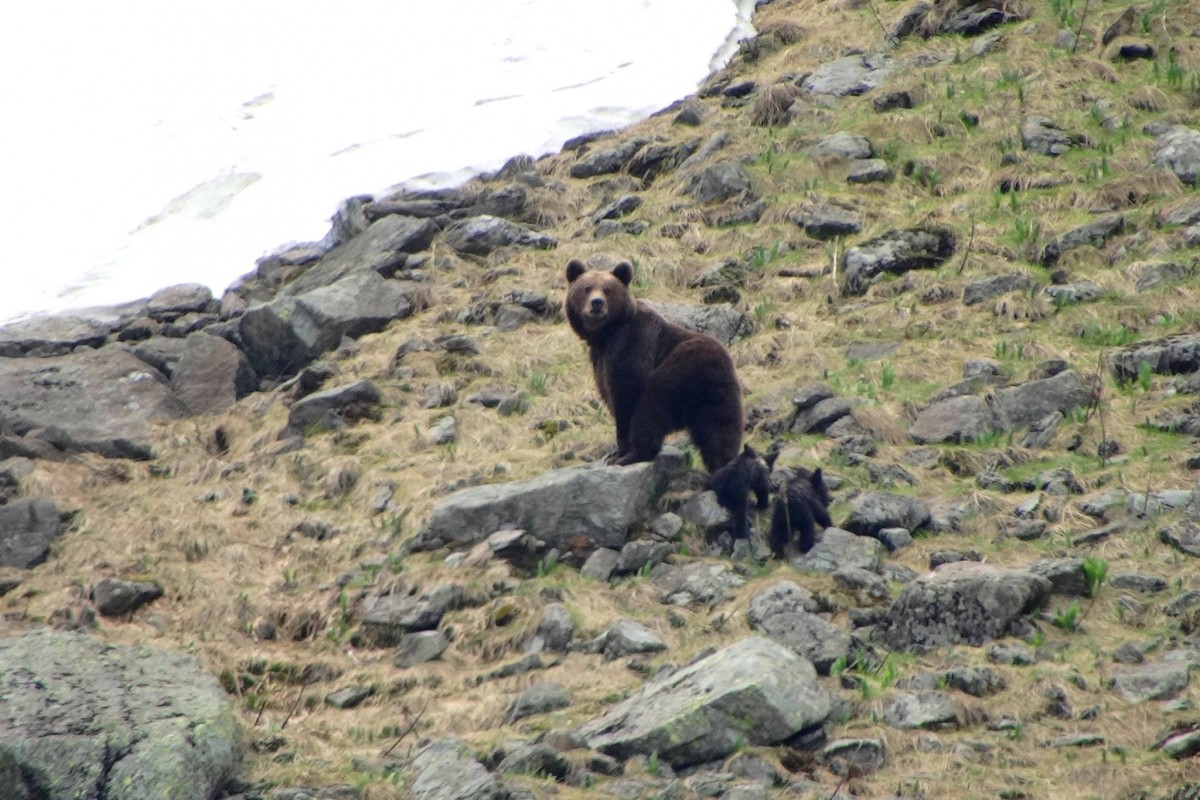 FOTO-VIDEO O ursoaică și doi pui, filmați în zona Negoiu de un sibian, au ajuns virali