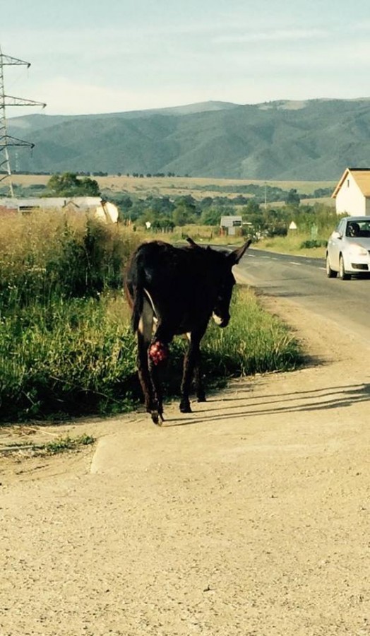 Animal Life a salvat un măgăruș care rătăcea pe Calea Cisnădiei