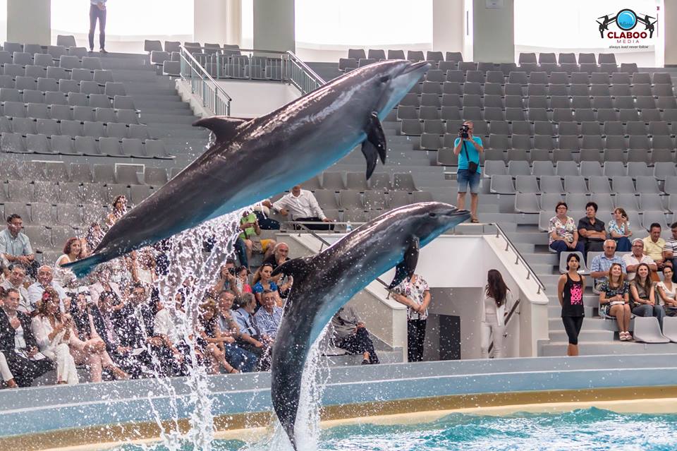 FOTO VIDEO. Delfinii Ni Ni şi Chen Chen, vedetele Delfinariului din Constanţa, au fost mutaţi în casă nouă