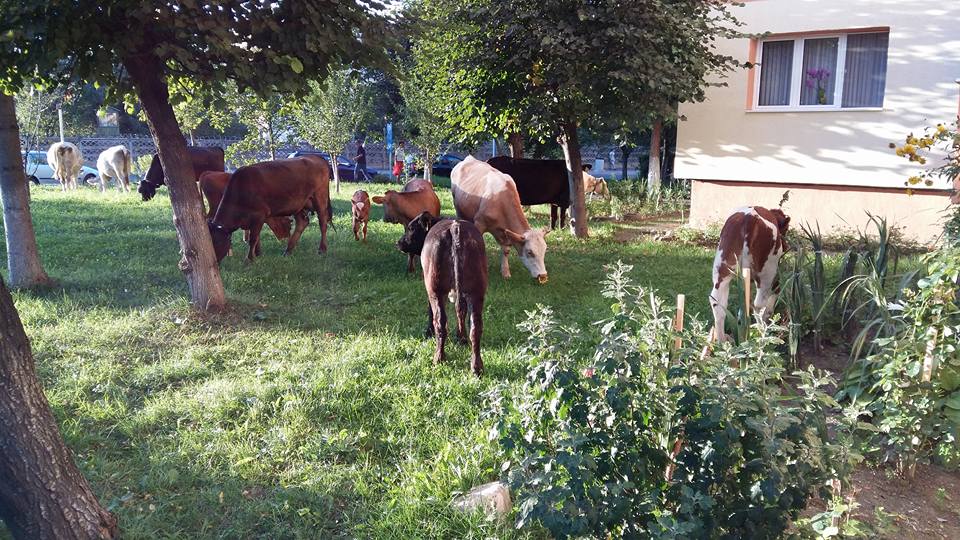 Sibiu, sat frumos II. O ciurdă de vaci, în Valea Aurie și porci pe șosea în Broscărie | Foto Video