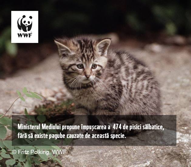WWF: Ministerul Mediului propune împușcarea a aproape 1.700 de animale sălbatice strict protejate