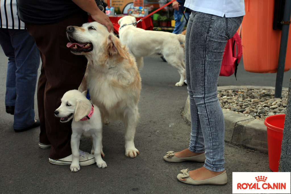 Petrecerea câinilor, la Sibiu. Demonstraţii de dresaj și prezentări inedite de rase la DogFest