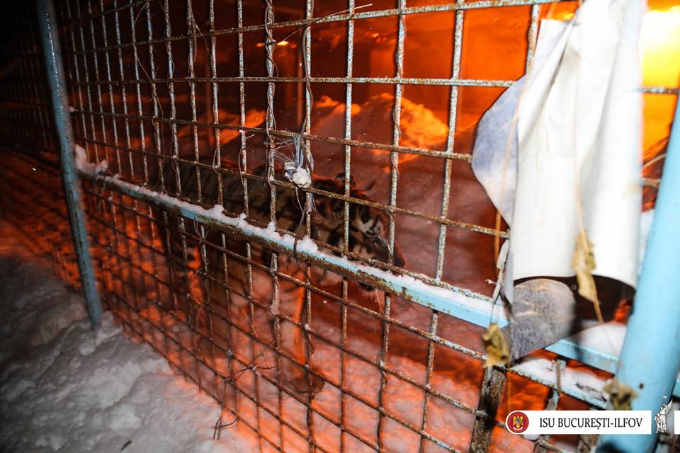 11 animale, printre care doi tigri, au murit în incediul ce a cuprins grajdul circului Globus | foto video