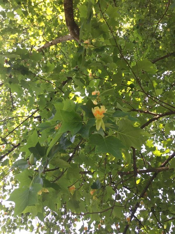 Au înflorit tulipanii Baronului Brukenthal