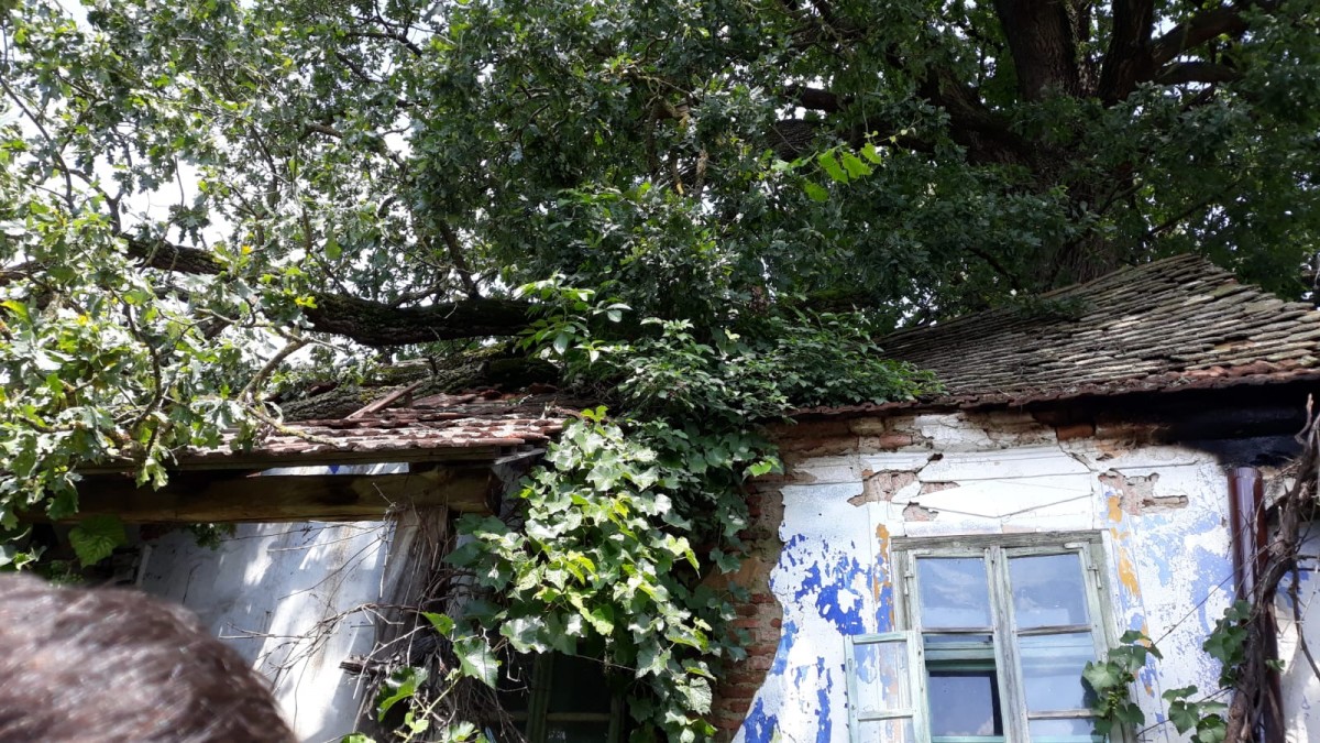 FOTO - Casa avariată după ruperea unei crengi de mari dimensiuni