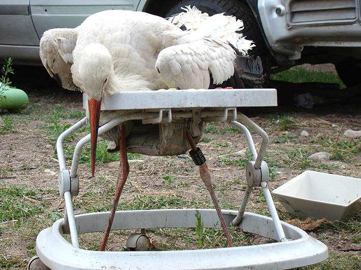 Ce poate face o minte dibace. Berze în premergător