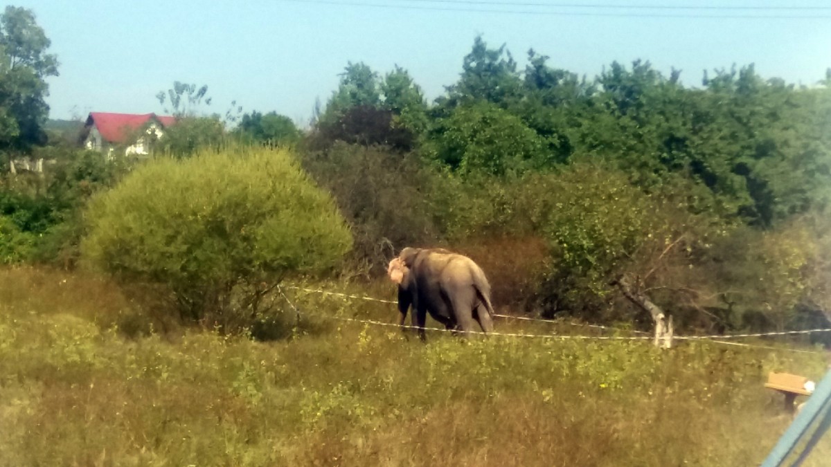 Un elefant a fugit de la un circ din Râmnicu Vâlcea, fiind capturat de pe un deal din oraş şi dus înapoi | VIDEO