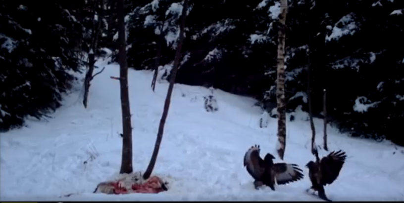 Ceartă pe mâncare. Doi ulii șorecari sunt surprinși în timp ce își dispută hrana