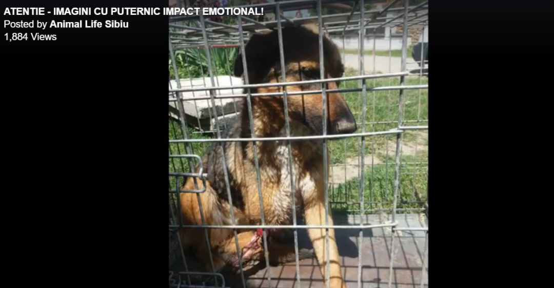 O cățelușă găsită cu piciorul putrezit, după ce ar fi fost aruncată dintr-o mașină. Caz extrem la Animal Life&;