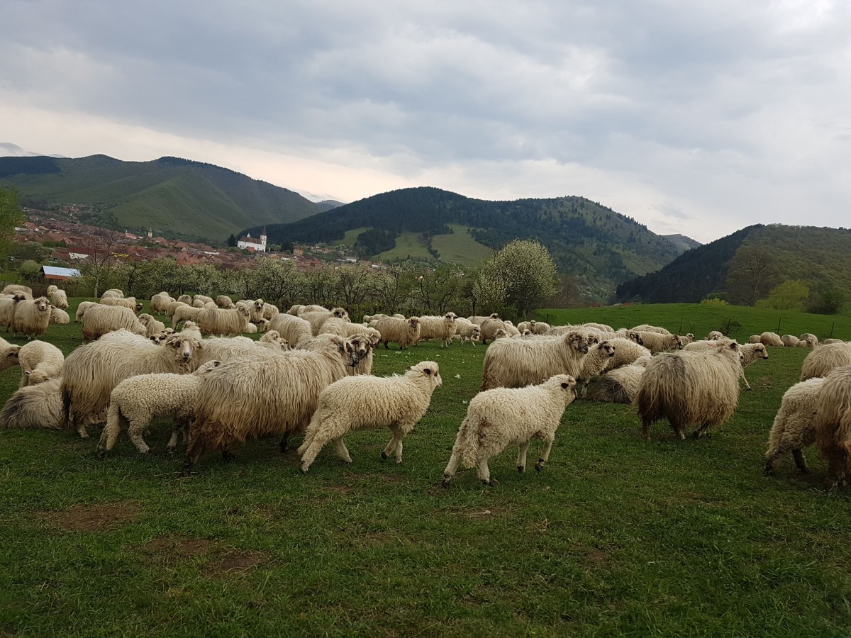 Cât costă carnea de miel în Piața Cibin și cât costă la ciobani, în Mărginime?