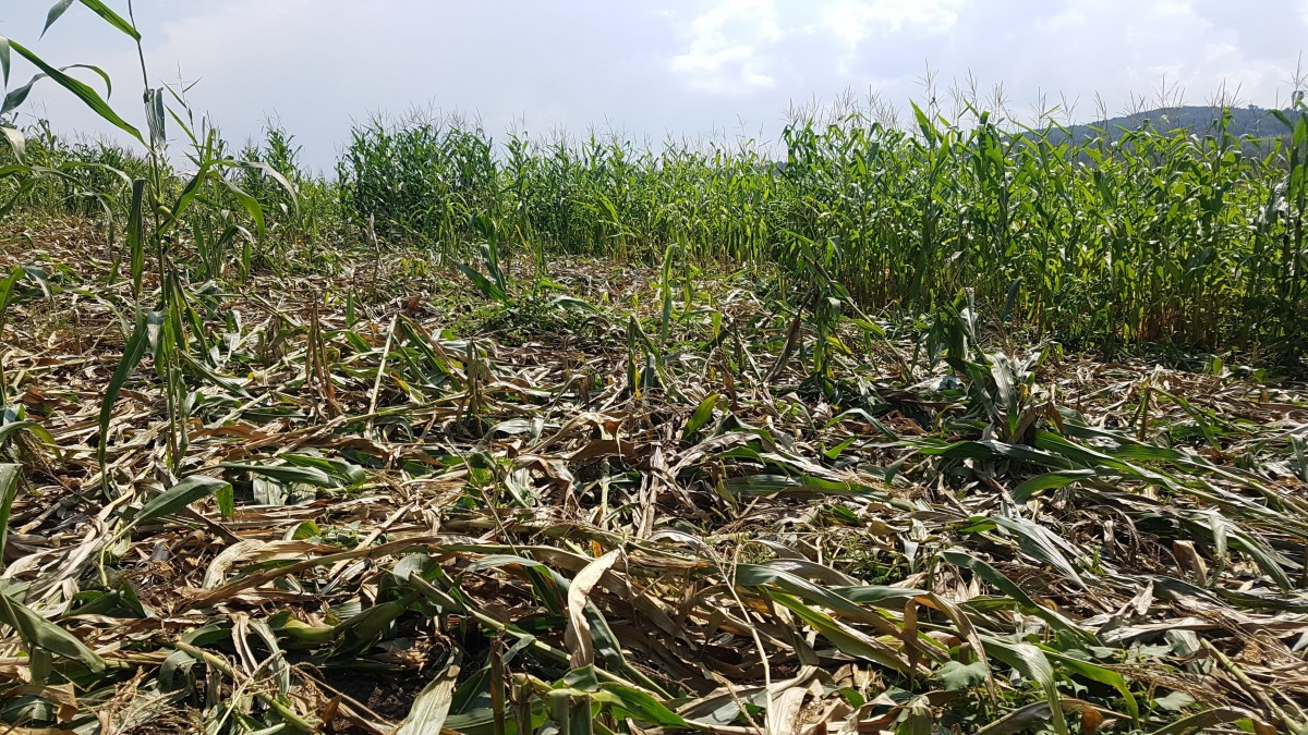 Hectare întregi de porumb din Sibiu distruse de mistreți. „Suntem neputincioși”
