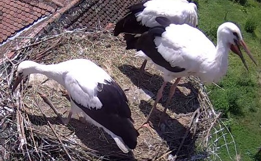 Proiectele maratonului. (5) „Cu Drag, pentru Barza Albă”