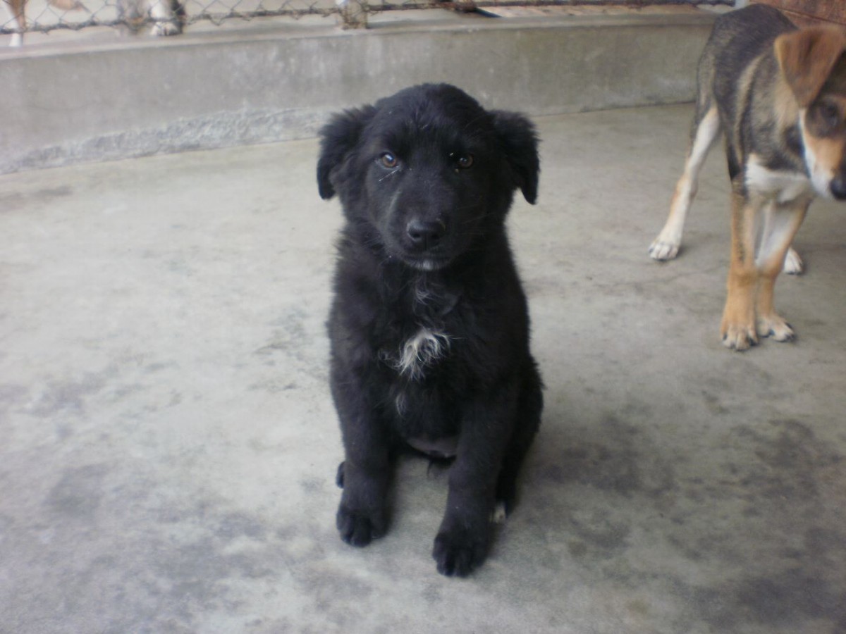 Cine caută un patruped? Campanie de adopții în Parcul Tineretului
