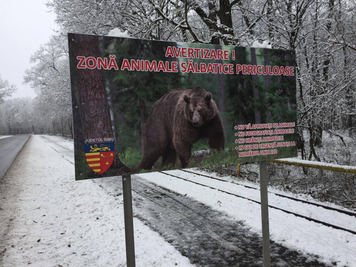 Atenție, urși! Noi indicatoare în Sibiu