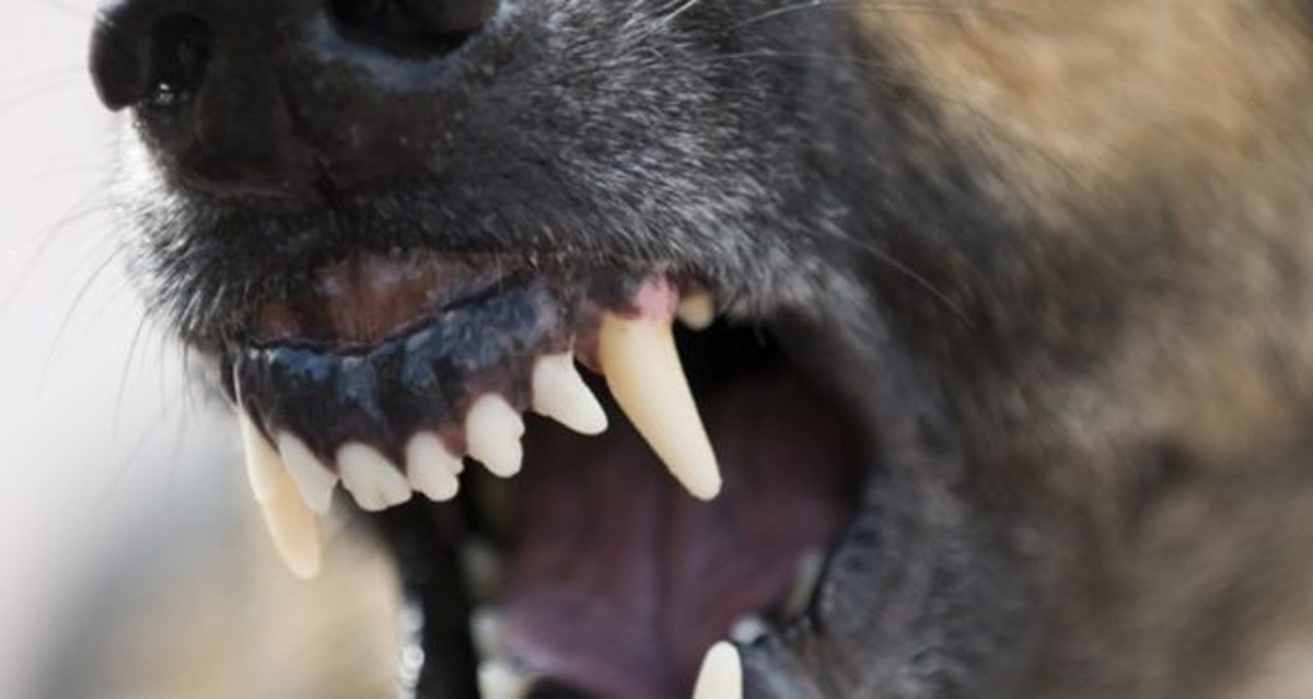 Bărbatul mușcat de câine rămâne internat la spital