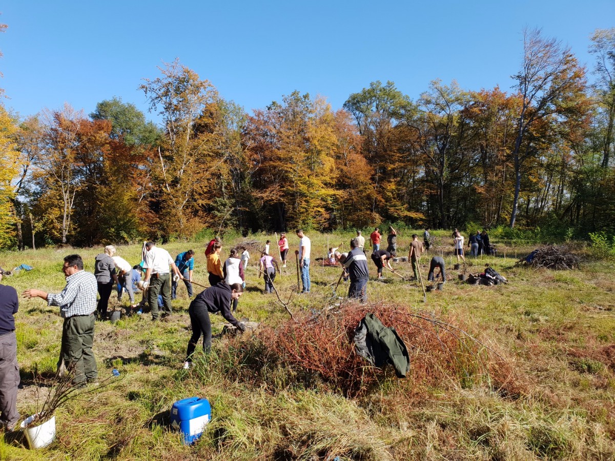Membrii Rotary au participat la o acțiune de plantare puieți (CP)