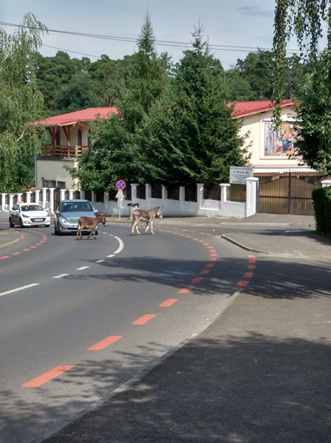 Sibiu, sat frumos! Măgari la plimbare prin Valea Aurie