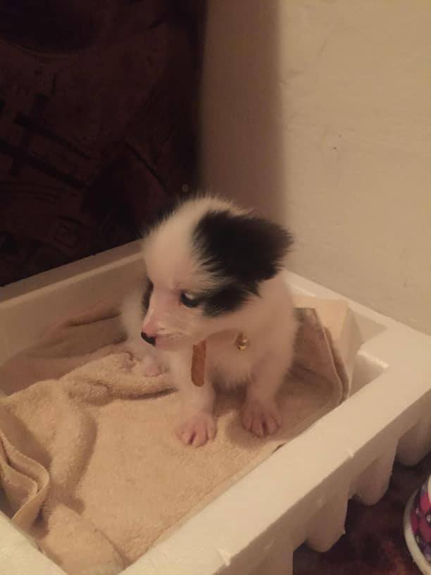 Zeci de cățeluși abandonați pe străzile Sibiului. Animal Life: „Arătați mai multă compasiune față de aceste ființe nevinovate”