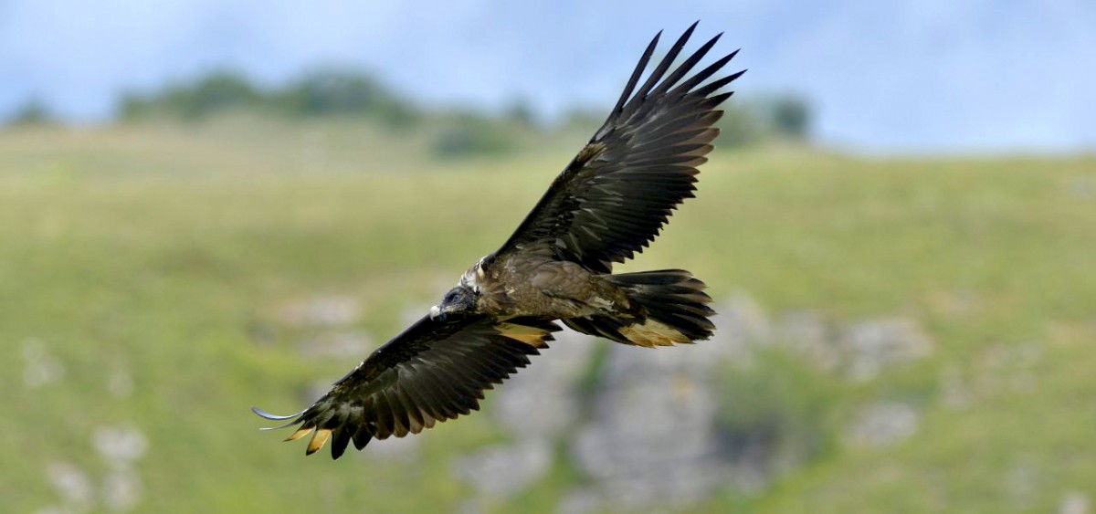 După 83 de ani, zăganul s-a reîntors în Transilvania