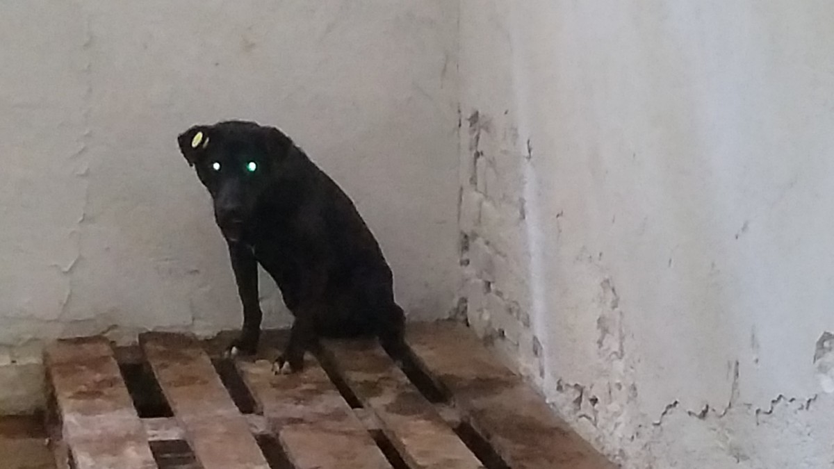 Direcția Sanitar-Veterinară a sancționat adăpostul de câini de la Avrig