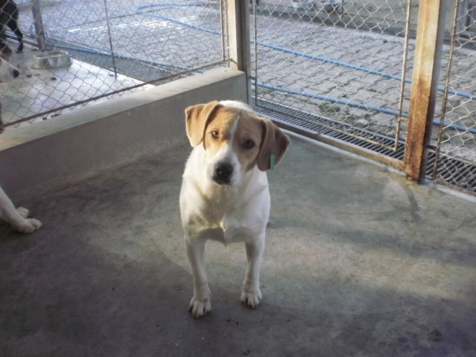 Campanie de adopție. Patru căței din adăpostul primăriei vă așteaptă mâine în Parcul Tineretului