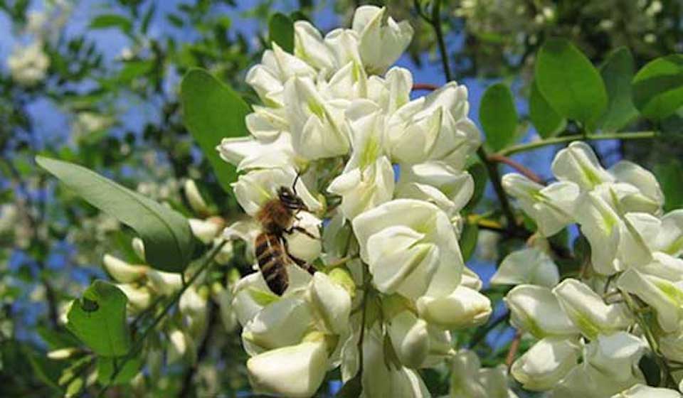 Buzău: Doi morți și un rănit, în urma unui atac al albinelor