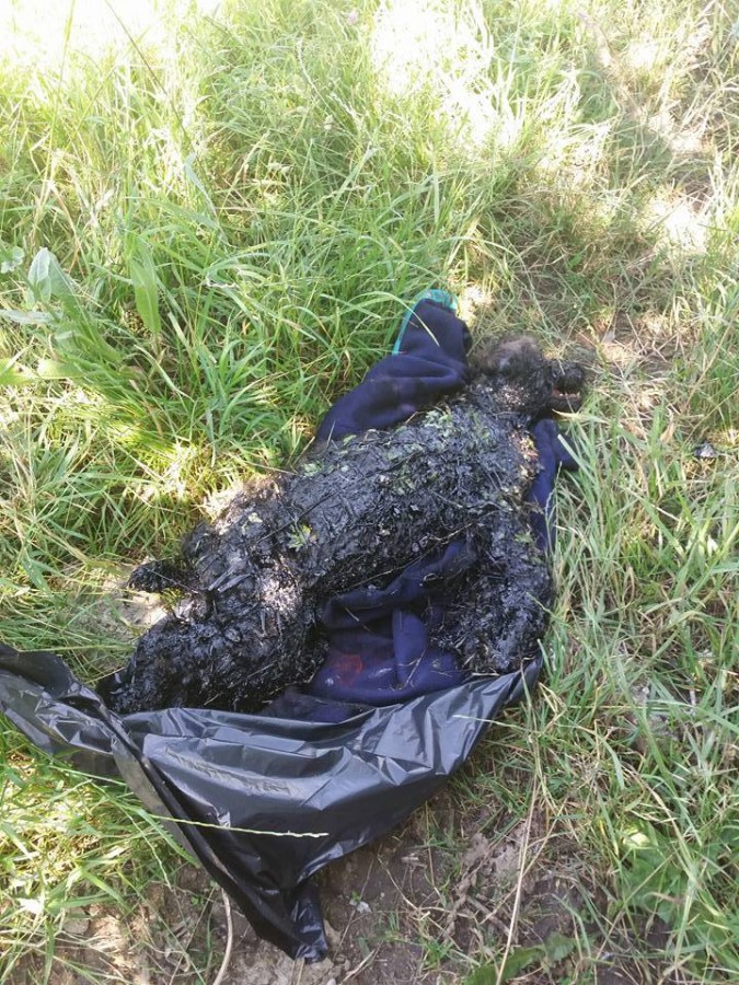 O cățelușă căzută într-o groapă cu bitum, salvată cu dificultate de voluntarii Animal Life | foto