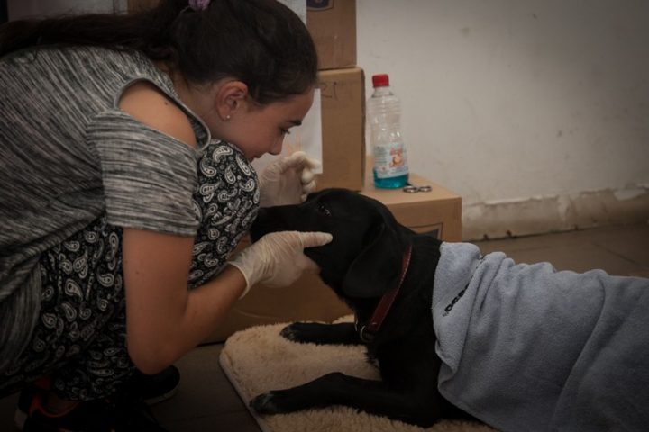 Proiectele maratonului. (4) Campanie Animal Life de sterilizări gratuite