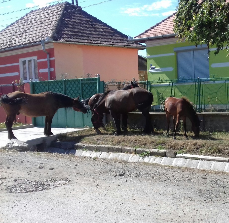 Satul unde o mână de oameni fac legea. Primarul cere ajutor de la București