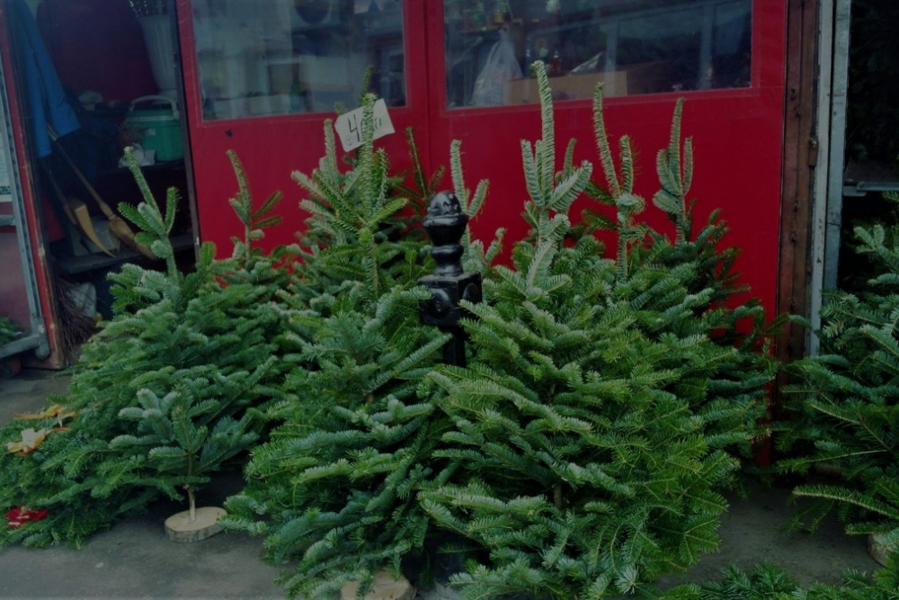 Sibiul colectează selectiv! Ce facem cu brazii de Crăciun?