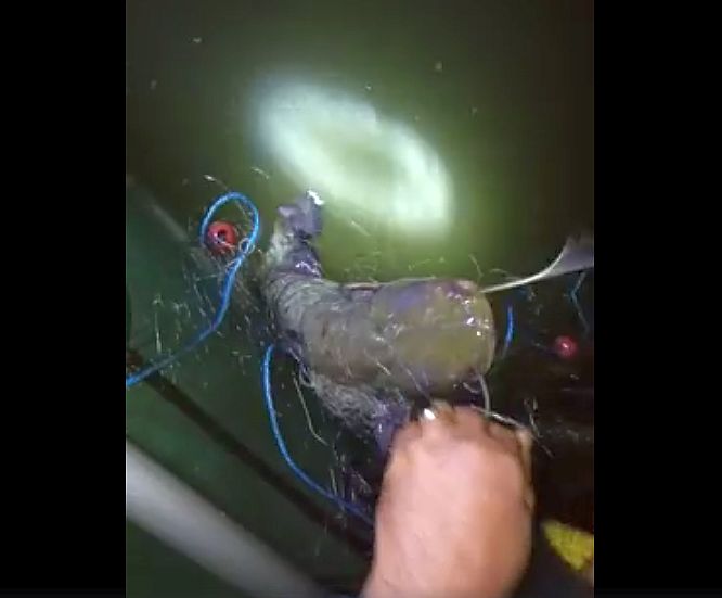 VIDEO - Acțiune anti-braconaj pe Olt. Peste un kilometru de plase la Arpașu