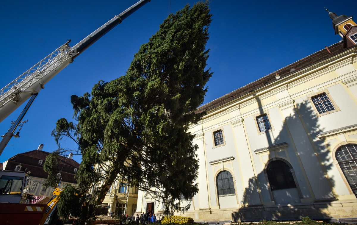 Bradul de anul acesta a costat peste 6.000 de euro