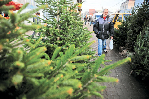 Cât de scumpi sunt brazii de Crăciun anul acesta în Sibiu