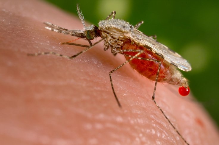 Virusul Zika este urgenţă medicală globală, anunţă Organizaţia Mondială a Sănătăţii