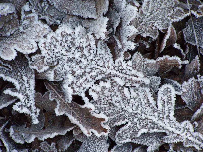 Încă două zile friguroase, cu vânt puternic și brumă