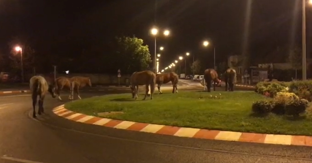 Sibiu, sat frumos! Cai la păscut în giratoriu | VIDEO