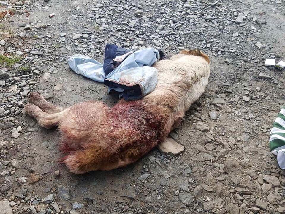 Doi bărbați sunt cercetați penal după ce au maltratat și schingiuit un câine