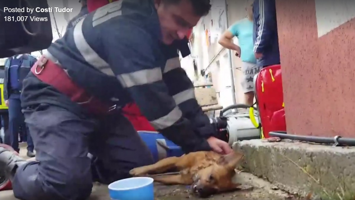 Un cățel scos din flăcări a fost resuscitat de un pompier | Video